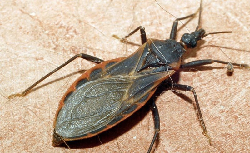 Con bọ xít hút máu có vòng đời khoảng 300 ngày
